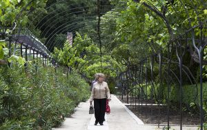 plants growing over trellis in royal botanical gardens madrid