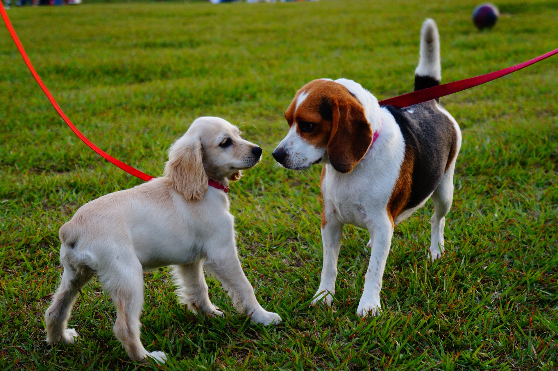 Best areas for dogs in Madrid